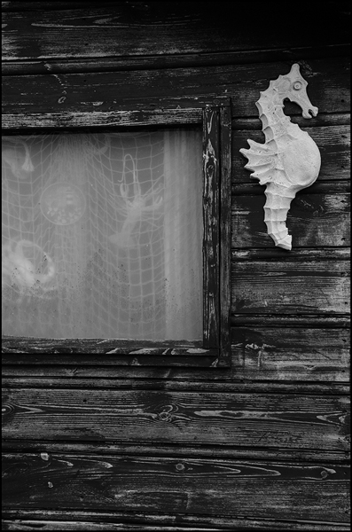 Sea Horse by Ron Pain.jpg